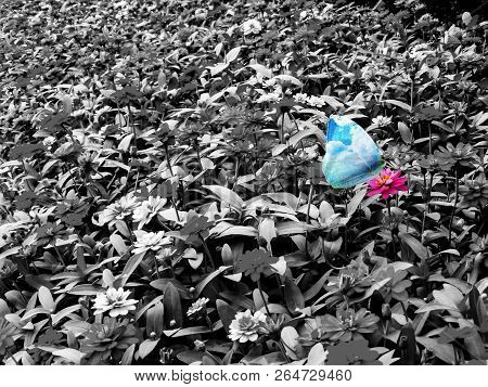 Double Exposure Of Butterfly Sky Wing And Last Zinnia Flower Bloom In Garden