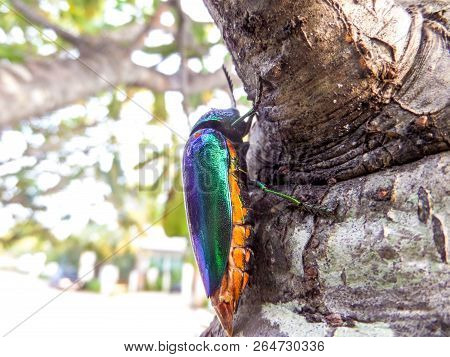 Buprestidae Is A Family Of Beetles Known As Jewel Beetles Or Metallic Wood-boring Beetles Because Of
