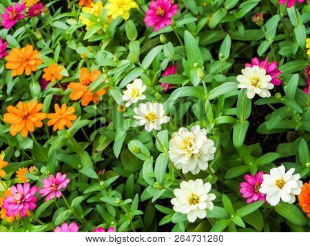 The Zinnia Flower Is One Of The Most Exuberant Flowers You Will Want To Grow In Your Garden. Among O