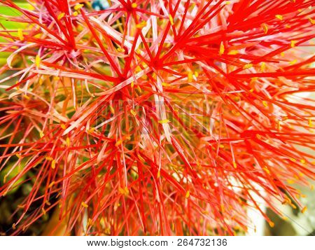 Blood Flower, Powder Puff Lilly Is Grown As An Ornamental Plant For Its Brilliantly Coloured Flowers