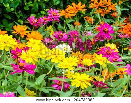 The Zinnia Flower Is  One Of The Easiest Flowers To Grow In The Garden