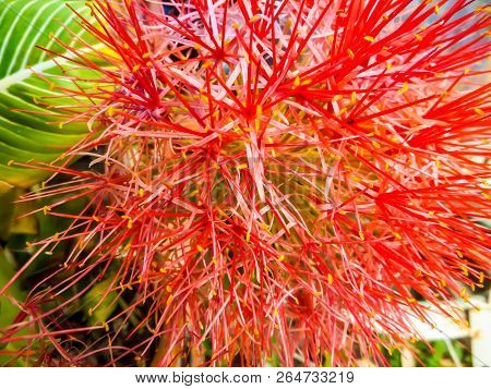 Blood Flower, Powder Puff Lilly