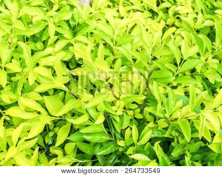 Green And Light Yellow Leaf Of Plant Background
