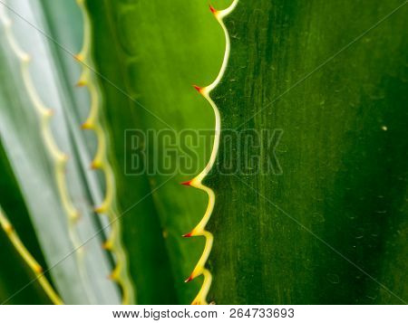 Thorn On Border Of Green Leaf Plant