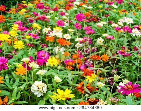 The Zinnia Flower Is One Of The Most Exuberant Flowers You Will Want To Grow In Your Garden. Among O