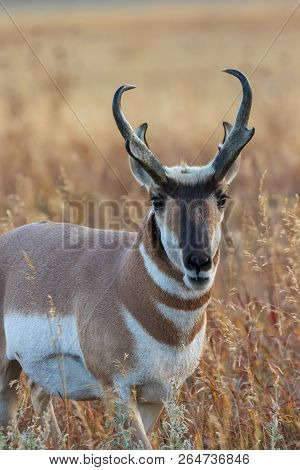 A Pronghorn Antelope Buck During The Fall Rut In Wyoming