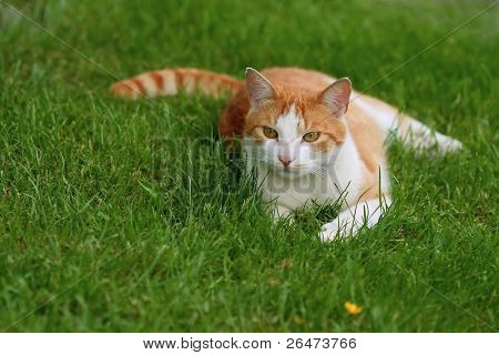 Katt - rovdjur på grön bakgrund