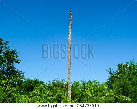 Dead Coconut