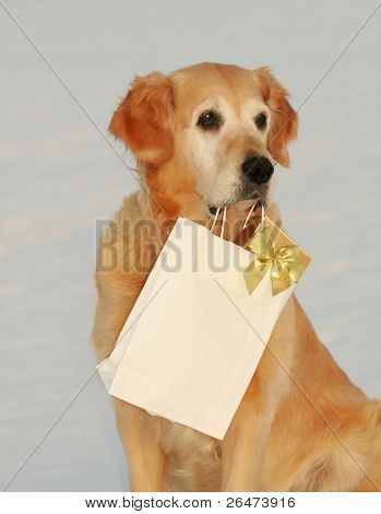 My dog -â Golden retriever â like dog, which bears presents