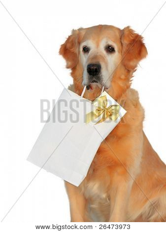 My dog -â Golden retriever â like dog, which bears presents on white background