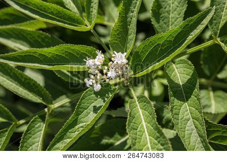 Flowers And Leaves Of Elderberry, Sambucus Ebulus, Danewort