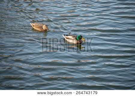 Ducks Swim In The Pond In The Autumn Park