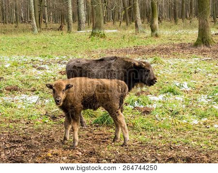 Aurochs, Young Animals In The Forest. The European Bison (bison Bonasus), Also Known As Wisent Or Th