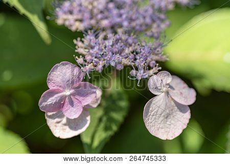 Hydrangea Serrata Flowers In The Garden. Macro Photo