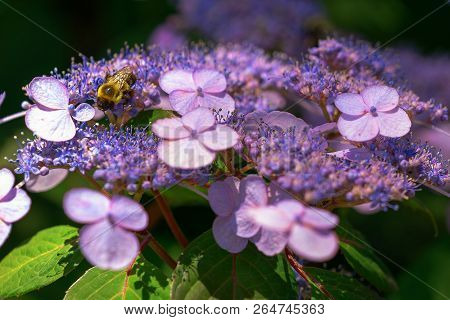Hydrangea Serrata Flowers In The Garden. Macro Photo