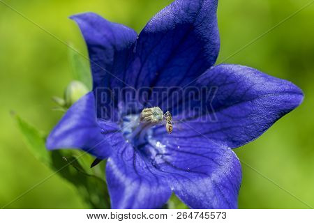 Macro Photo Of Platycodon Grandiflorus. Balloon Flower Platycodon .