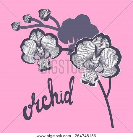 Contour Branches Orchid Flowers On Ping Background And Hand Drawn Calligraphy Phrase.brush Pen Lette