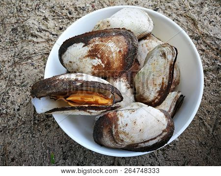 Cockle Seafood Grilled On Beach That Famous Of Thailand Street Foods