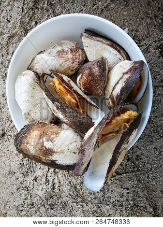 Cockle Seafood Grilled On Beach That Famous Of Thailand Street Foods