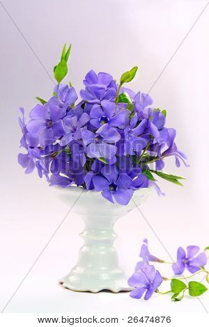  Pientä kevät violetti kukka valkoisella pohjalla