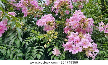 Perennial Bush With Beautiful Large Pink Delicate Flowers