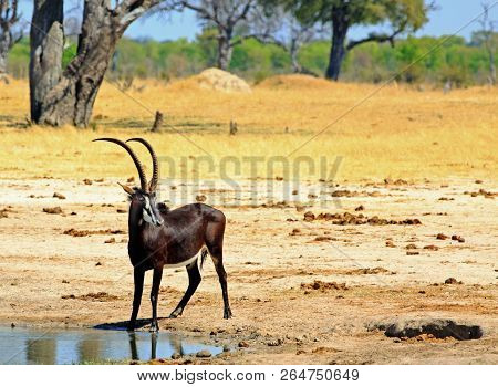 Handsome Adult Male Sable Antelope With Long Straight Horns Standing Near A Waterhole With A Natural