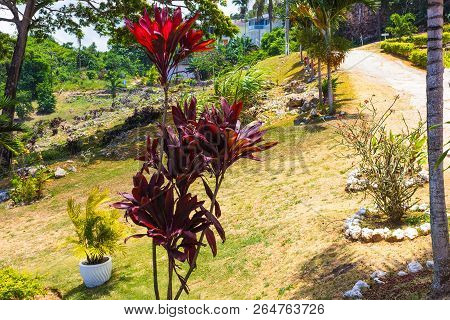 Green Natural Park Landscape Scenery At Ys Falls, Jamaica, Caribbean Island