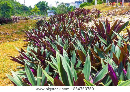 Green Natural Park Landscape Scenery At Ys Falls, Jamaica, Caribbean Island