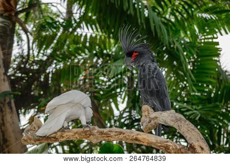 Black Palm Cockatoo And White Sulphur-crested Cockatoo Sitting On The Branch