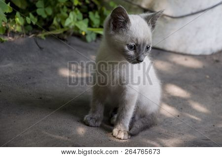 Siamese Shorthair Cat Is Walking On The Asphalt. Blue Eyed Little Domestic Kitten. Village Pet. Crea