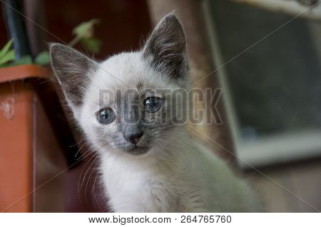 Siamese Shorthair Cat Is Walking On The Asphalt. Blue Eyed Little Domestic Kitten. Village Pet. Crea