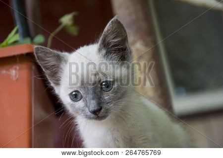 Siamese Shorthair Cat Is Walking On The Asphalt. Blue Eyed Little Domestic Kitten. Village Pet. Crea