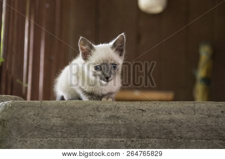 Siamese Shorthair Cat Is Walking On The Asphalt. Blue Eyed Little Domestic Kitten. Village Pet. Crea