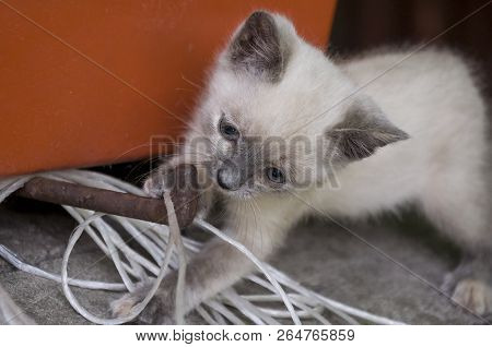 Siamese Shorthair Cat Is Walking On The Asphalt. Blue Eyed Little Domestic Kitten. Village Pet. Crea