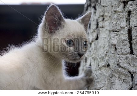 Siamese Shorthair Cat Is Walking On The Asphalt. Blue Eyed Little Domestic Kitten. Village Pet. Crea