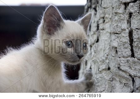 Siamese Shorthair Cat Is Walking On The Asphalt. Blue Eyed Little Domestic Kitten. Village Pet. Crea