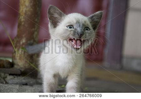 Siamese Shorthair Cat Is Walking On The Asphalt. Blue Eyed Little Domestic Kitten. Village Pet. Crea