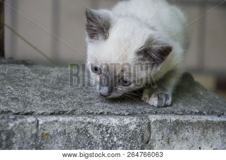 Siamese Shorthair Cat Is Walking On The Asphalt. Blue Eyed Little Domestic Kitten. Village Pet. Crea