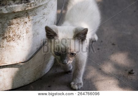 Siamese Shorthair Cat Is Walking On The Asphalt. Blue Eyed Little Domestic Kitten. Village Pet. Crea