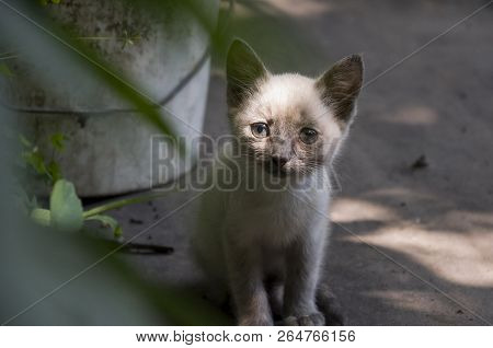 Siamese Shorthair Cat Is Walking On The Asphalt. Blue Eyed Little Domestic Kitten. Village Pet. Crea