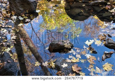Leaf Fall, Autumn Forest, Stones And Blue Sky Reflected In The Water. Fallen Leaves In A Puddle On S