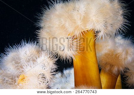 Frilled Anemones Underwater In The St. Lawrence Estuary