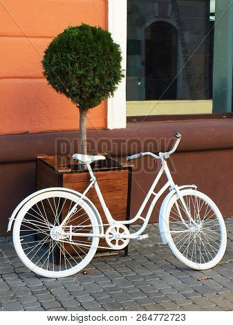 An Old White Bicycle Parked Near A Pot With Green Tuya On The Background Of An Orange Wall Of The Ho