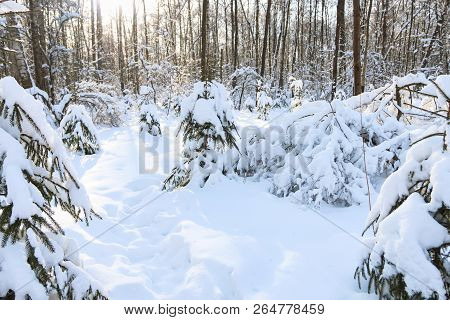 Winter Forest, Daytime, Landscape, Snow