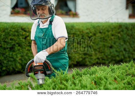 Senior Male Gardener Clipping Hedge In Garden, Using Petrol Hedge Cutter. Professional Garden Worker
