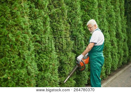 Gray Haired Bearded Male Gardener, Wearing In Special Green Overalls And Protective Glasses, Cutting