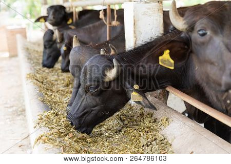 Feeding Murrah Buffalo In Farm