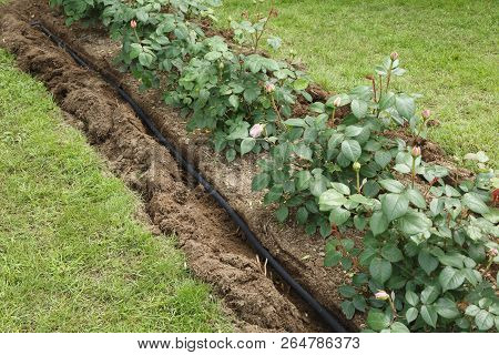Soaker Hose In A Trench For Water Irrigation To A Flower Bed With Roses