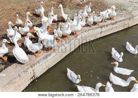 Free Range Duck In Farm