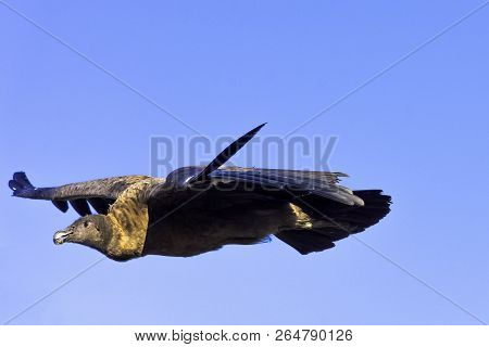Flying Young Andean Condor (vultur Gryphus)  - Warwick,  Warwickshire, United Kingdom